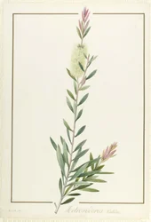 Metrosyderos Pallida